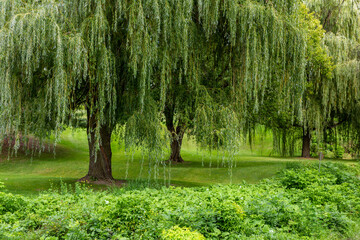 vue d'en dessous d'un grand arbre de type saule pleureur dans un terrain au gazon vert bien entretenu