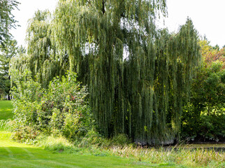 grand arbre de type saule pleureur dans un terrain au gazon vert bien entretenu lors d'une journée...