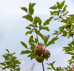 vue d'en dessous d'une branche de pommier avec un trio de pommes qui pousse
