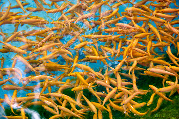 Lot of small goldfish are bred on a fish farm, breeding commercial fish on a fish farm. Flock of...