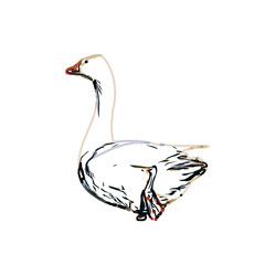 sketch of a swan with transparent background
