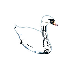 sketch of a swan with transparent background