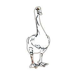sketch of a swan with transparent background