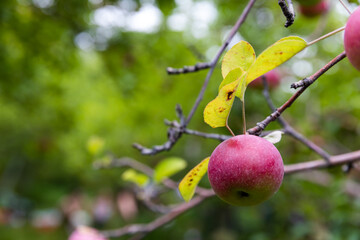 gros plan sur une pomme rouge qui pousse sur la branche d'un arbre en été