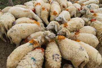 Flock of sheep eating in a barnhouse.