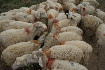 Flock of sheep eating in a barnhouse.