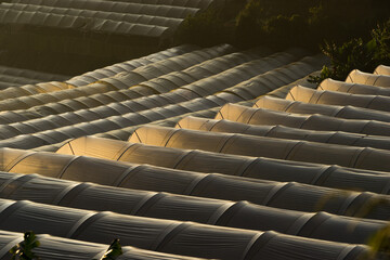 Morning fog cover on greenhouse at Dalat, Vietnam.