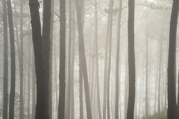 Morning mist in a pine forest at Dalat, Vietnam.
