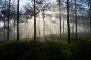 Morning mist in a pine forest at Dalat, Vietnam.