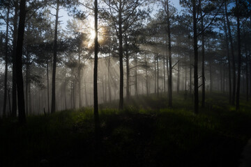 Morning mist in a pine forest at Dalat, Vietnam.