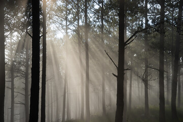 Morning mist in a pine forest at Dalat, Vietnam.