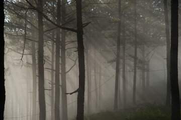 Morning mist in a pine forest at Dalat, Vietnam.