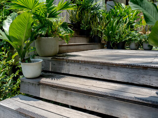 Old wooden stair decoration with green leaves in the pot. Greenery outdoor garden on the staircase. Home garden decoration.