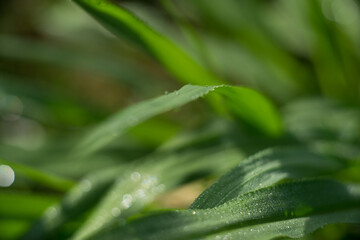 Bush of wild leaves in nature.