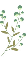 illustration of a plant