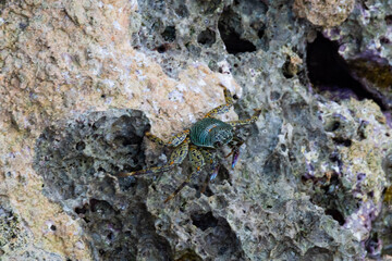 multi-colored crab sits on stones near the sea