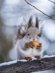 The squirrel with nut sits on tree in the winter or late autumn