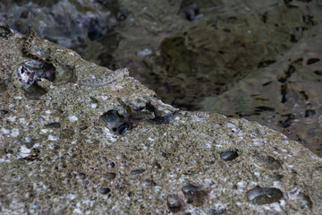 tropical pacific rock jumper fish on rocks by the water