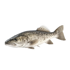 Fototapeta premium arramundi