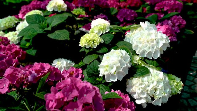 White flower Hydrangea macrophylla