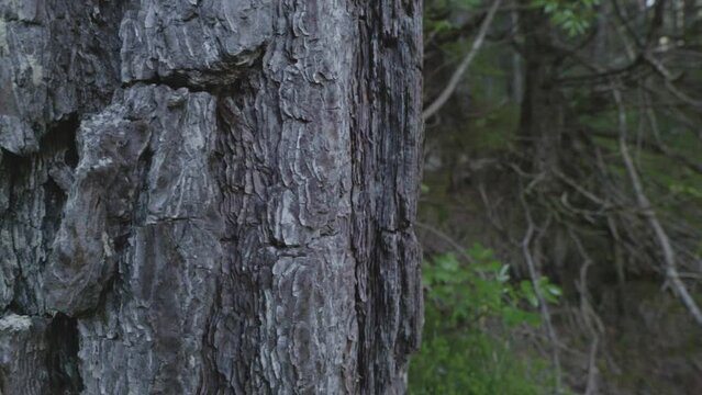 una bella corteccia di conifera in primo piano ed un bosco sullo sfondo, in montagna nelle dolomiti