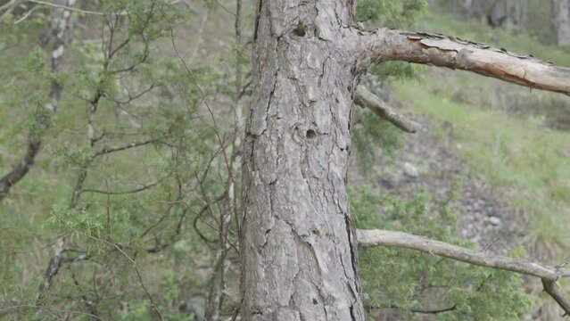 una bella corteccia di conifera in primo piano ed un bosco sullo sfondo, in montagna nelle dolomiti