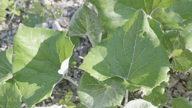 una pianta di slavazza vicino ad un torrente