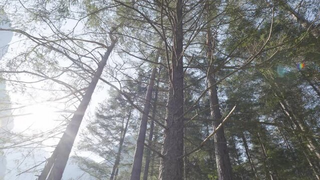 un bel bosco di pini e abeti all'alba, illuminato dal sole in primavera nelle dolomiti 