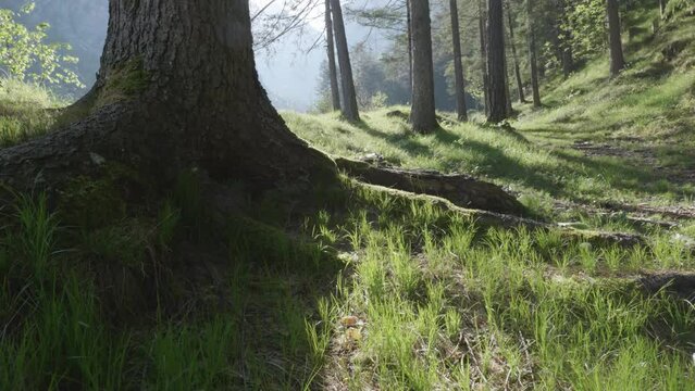 un bel bosco di pini e abeti all'alba, illuminato dal sole in primavera nelle dolomiti 