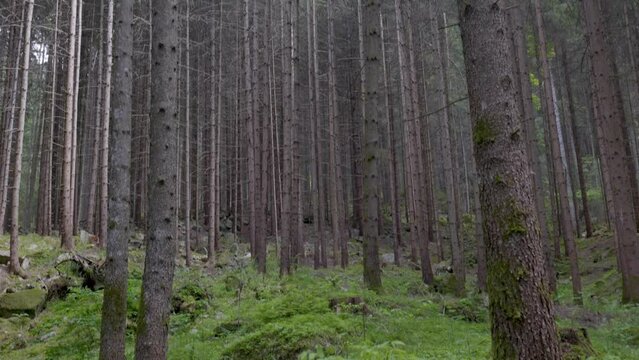 un bel bosco di pini e abeti all'alba, illuminato dal sole in primavera nelle dolomiti 