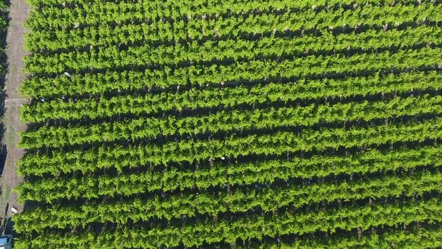 row tree orchard picking drone camera shot from above