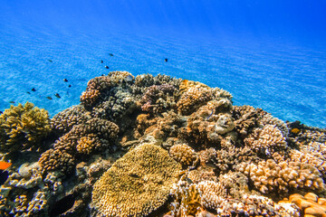 Naklejka na ściany i meble amazing clear blue sea water and a reef with corals and fishes during snorkeling