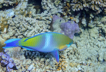 Fototapeta na wymiar daisy parrotfish at the corals and seabed in the red sea marsa alam
