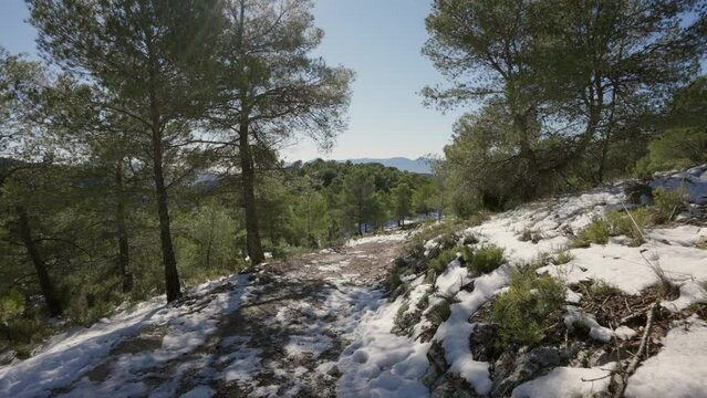 Snow-covered pine forest with sunshine in Sierra Mariola, Alicante, Spain, Mediterranean