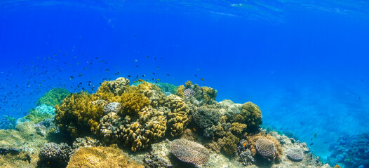 Naklejka na ściany i meble colorful reef with corals and fishes in blue sea water at diving in egypt panorama view