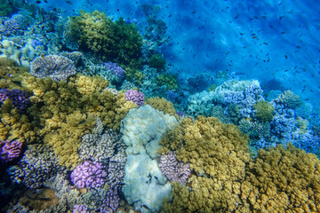 deep blue bottom from the sea and colorful corals during snorkeling in marsa alam