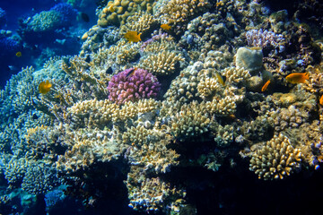 lot of different colorful corals in the red sea on vacation in marsa alam