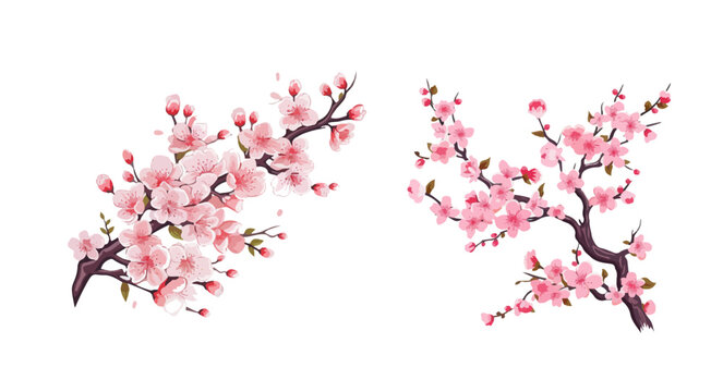 bloom sakura branch flower set element decoration vector