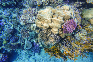 Fototapeta na wymiar view to colorful different corals and blue bottom