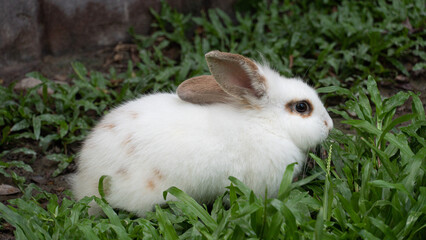 White rabbit lying on the grass. Cute pets in the garden.