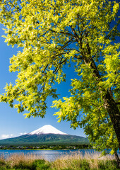 富士山とアカシヤ