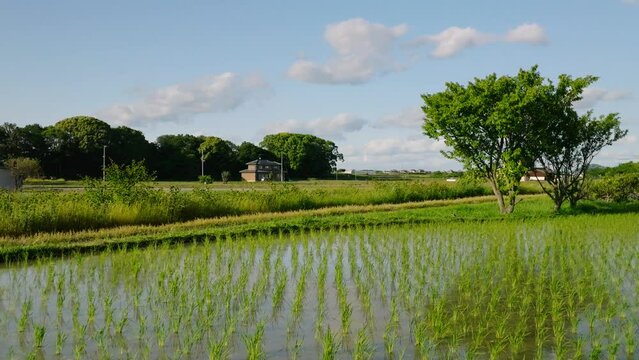 Flying low over fresh green rice in flooded rice paddy on windy day