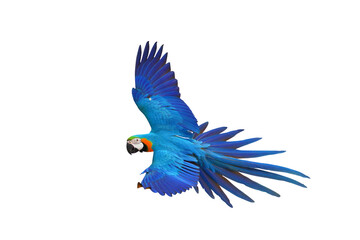 Colorful flying parrot isolated on transparent background png file