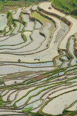 Obraz premium abstract curves of terrace fields on mountains