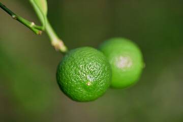 Fresh lime hanging on tree branch