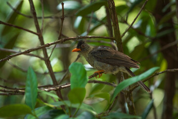 bulbul merle 