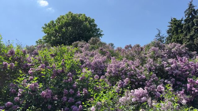 Lilac flowers pink purple blossom, horse chestnut tree, conifer trees in the beautiful park.