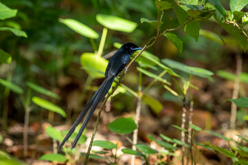 tchitrec des seychelles 