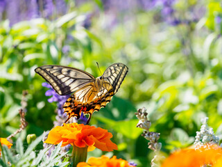 キアゲハの飛翔