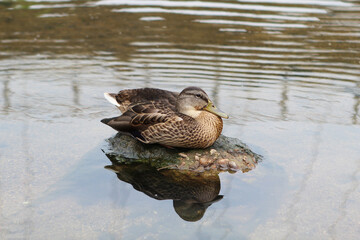 a mallard swimming in the stream